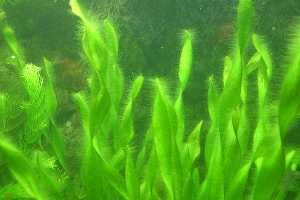 Las Algas, los Vegetales del Mar